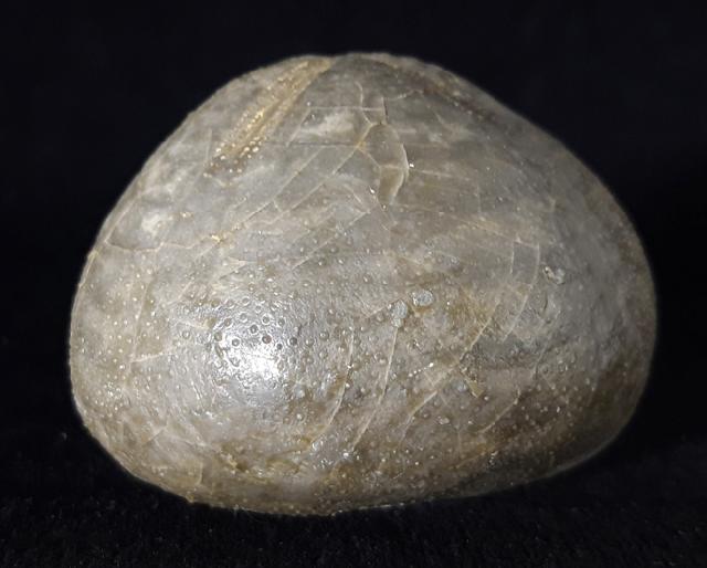 Micraster brevis DESOR in AGASSIZ & DESOR 1847 - Bild © FossNet FossilienStore